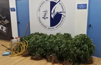 Θεσσαλονίκη: Εφτιαξε θερμοκήπιο.. κάνναβης με 143 δενδρύλλια σε γλάστρες 