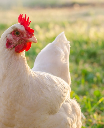 Κίνα: Οι κότες δεν γεννούν αυγά- Εκτοξεύθηκαν οι τιμές τους