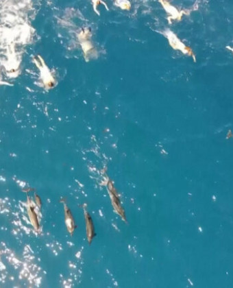 Χαβάη: 33 Κολυμβητές κατηγορούνται για παρενόχληση δελφινιών