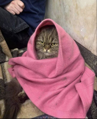 Γάτα Chloe σε καταφύγιο στην Ουκρανία 
