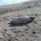 Ανατολική Μάνη: Θαλάσσια χελώνα καρέτα - καρέτα, νεκρή στo Σκουτάρι