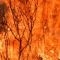 Στις φλόγες η Ελλάδα: 52 δασικές πυρκαγιές σε όλη τη χώρα