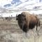 Ο βίσονας που επιτέθηκε στην οικογένεια στο Εθνικό Πάρκο Yellowstone