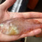 Το διάφανο ψάρι «Crystallichthys cyclospilus»