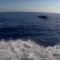Φάλαινα φυσητήρας εντοπίστηκε ανοιχτά της Κύπρου