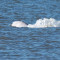 Απεγκλωβίστηκε από τον Σηκουάνα η λευή φάλαινα Μπελούγκα