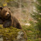 Νεκρές τρεις αρκούδες από πυροβολισμούς