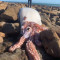 Γιγαντιαίο καλαμάρι ξεβράστηκε σε παραλία του Κέιπ Τάουν
