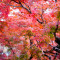 O ιαπωνικός όρος «momijigari» θα βοηθήσει τη φθινοπωρινή μας διάθεση