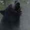 Cocaine Bear: O Ίλον Μασκ σχολίασε το τρέιλερ για την αρκούδα που κατάπιε κοκαΐνη