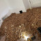 ΗΠΑ: Δρυοκολάπτης αποθήκευσε 700 κιλά βελανίδια πίσω από τους τοίχους σπιτιού