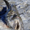 Ακραίο κρύο: Κουφάρι καρχαρία καταψύχθηκε σε παραλία της Μασαχουσέτης