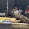 Σπρίνγκστιν: «Έφαγε τούμπα» πάνω στην σκηνή σε συναυλία του στο Άμστερνταμ