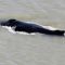 Ουκρανία: Τουλάχιστον 3.000 δελφίνια πέθαναν στη Μαύρη Θάλασσα λόγω του πολέμου