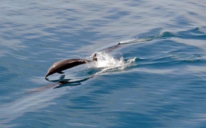 delfinia 