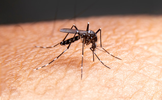 «Ξου ξου»: Η ελληνική εφαρμογή για κινητά που διώχνει κουνούπια και κατσαρίδες
