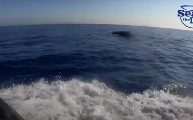 Φάλαινα φυσητήρας εντοπίστηκε ανοιχτά της Κύπρου -Δείτε βίντεο
