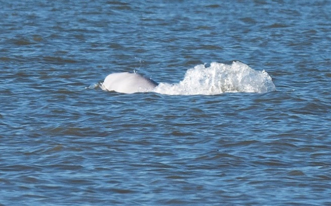 Απεγκλωβίστηκε από τον Σηκουάνα η λευή φάλαινα Μπελούγκα