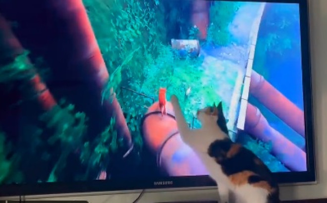 Stray: To βιντεοπαιχνίδι για τις γάτες που λατρεύουν τα ίδια τα τετράποδα! Δείτε τρέιλερ - βίντεο 