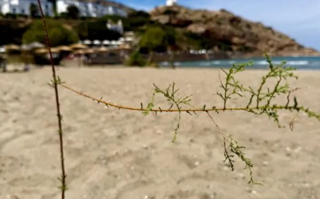 Σύρος