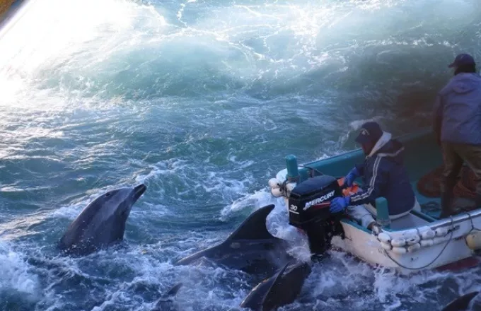 Προσφυγή στην Δικαιοσύνη για το έθιμο του σφαγιασμού δελφινιών στην Ιαπωνία 