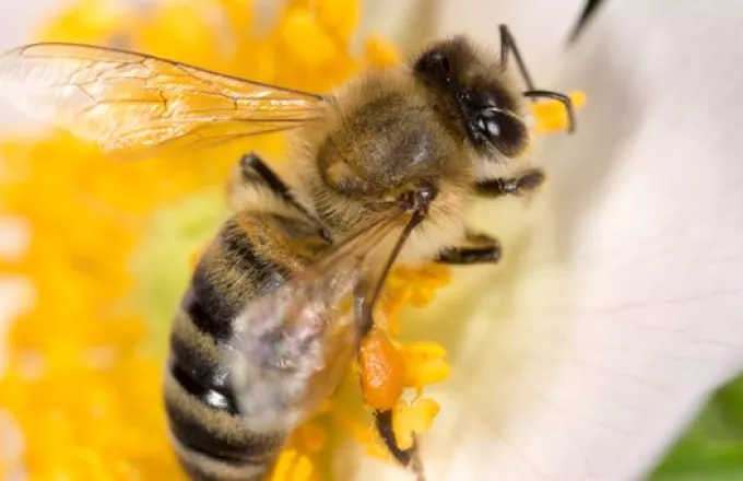 Βρήκαν τέσσερις μέλισσες στο μάτι 28χρονης. Τρέφονταν από τα δάκρυά της!