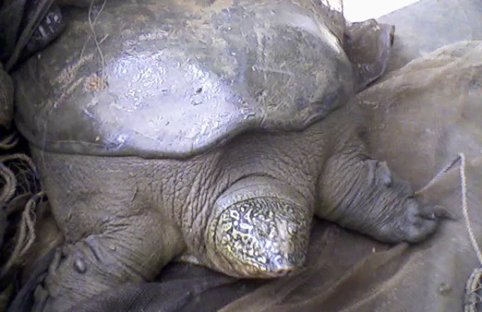 Πέθανε μια από τις πιο σπάνιες χελώνες στον κόσμο. Έμειναν τρεις 