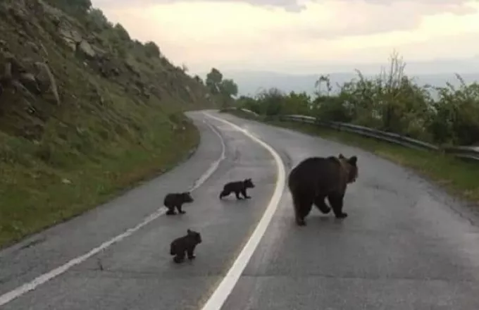 Ώρα για σχολείο: Η βόλτα μιας οικογένειας αρκούδων στη Φλώρινα 