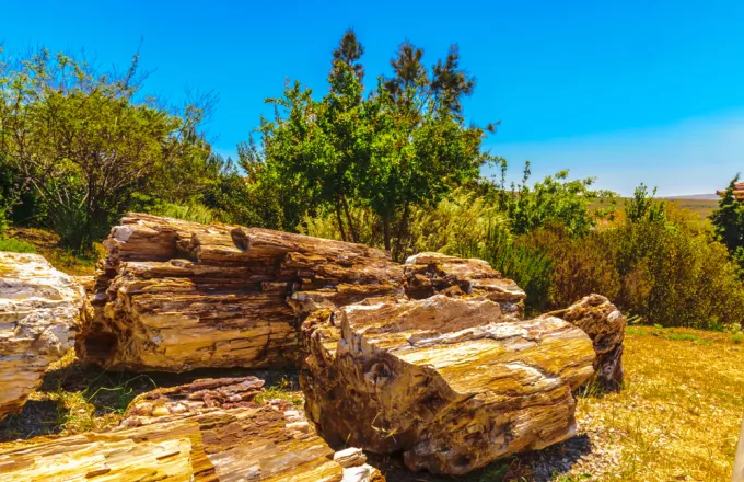 Τσέχοι αφαίρεσαν απολιθωμένους κορμούς από το Απολιθωμένο Δάσος στη Λέσβο  