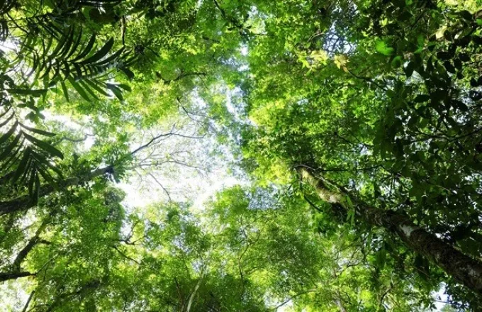 Κλιματική Αλλαγή: Τα τελευταία 10 χρόνια η Αμαζονία εκπέμπει περισσότερο διοξείδιο άνθρακα απ΄ όσο απορροφά