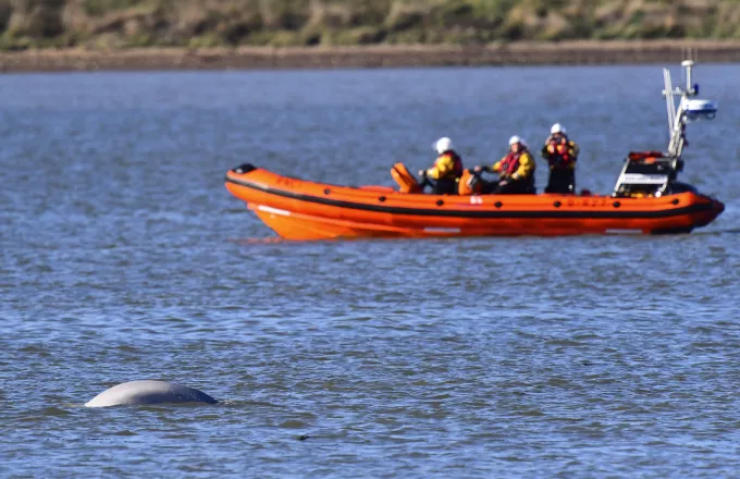 Βρετανία: Μεγάπτερη φάλαινα εντοπίστηκε νεκρή στον Τάμεση