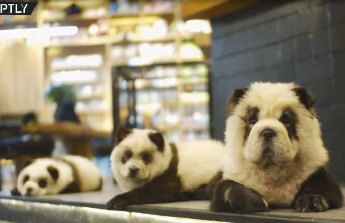 Καφετέρια στην Κίνα βάφει σκύλους ασπρόμαυρους για να μοιάζουν με πάντα (vid)