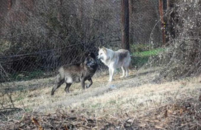 Μέτρα απομάκρυνσης ζευγαριού λύκων στην Κοζάνη