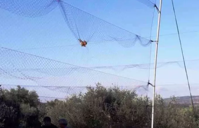 Λαθροθήρες παγίδευαν πουλιά με «αόρατο» δίχτυ στην Πρέβεζα (pics)