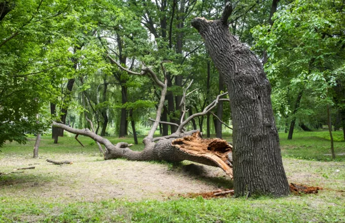 Ένας 26χρονος έχασε τη ζωή του από δέντρο που τον καταπλάκωσε στο Πλανητέρο