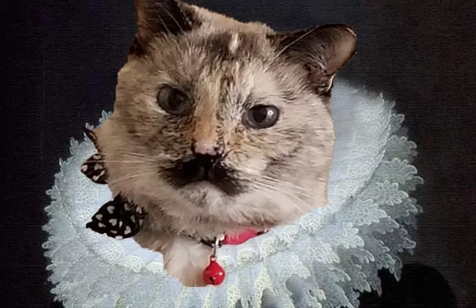 Viral: Η γάτα με το μουστάκι - Τσάρλι Τσάπλιν που έχει γίνει διάσημη στο ίντερνετ