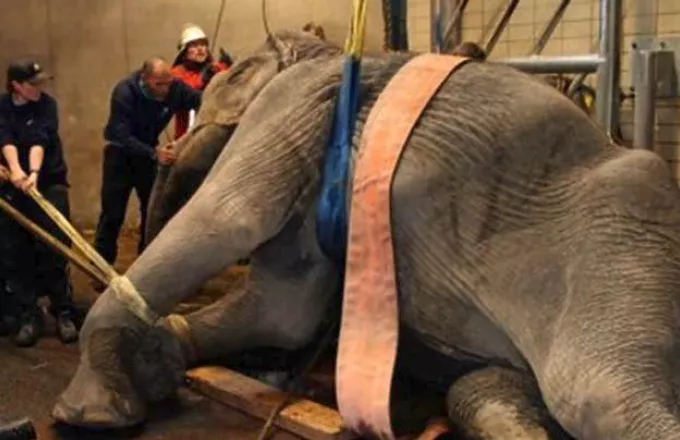 Ελέφαντας με το όνομα  «Μπιν Λάντεν» αιχμαλωτίζεται αφού σκότωσε 5 χωρικούς 