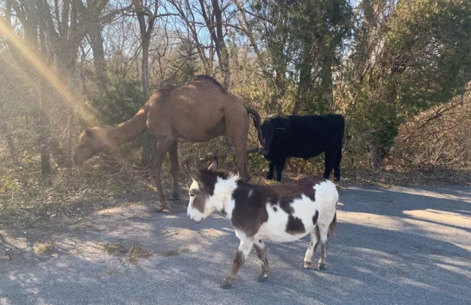 Βιβλική εικόνα: Καμήλα, αγελάδα και γαϊδουράκι έκαναν βόλτα παρέα σε δρόμο του Κάνσας