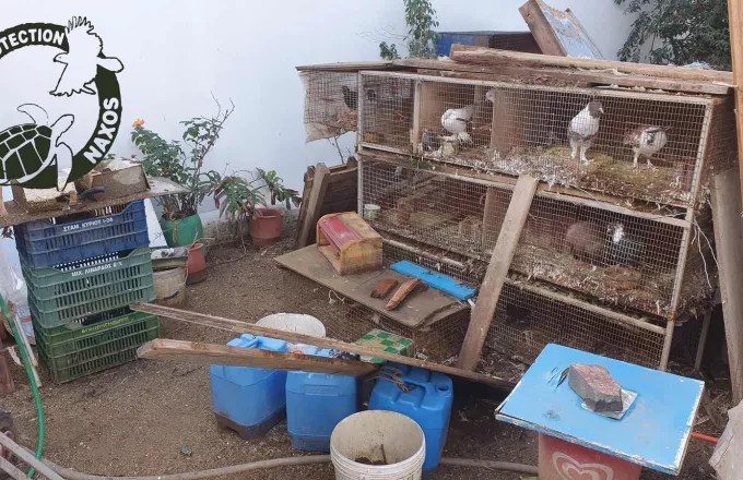 Νάξος: Σώθηκαν άγρια πτηνά - Ήταν αιχμάλωτα σε άθλιες συνθήκες (pics)