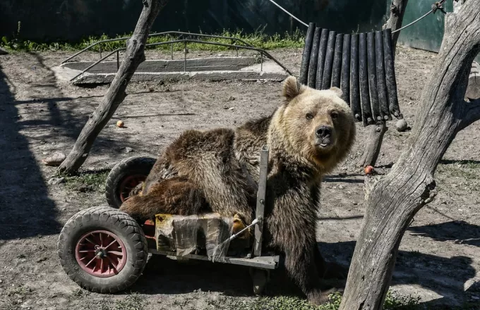 Πέθανε ο Ούσκο, η πρώτη αρκούδα με αναπηρικό καροτσάκι (pics)