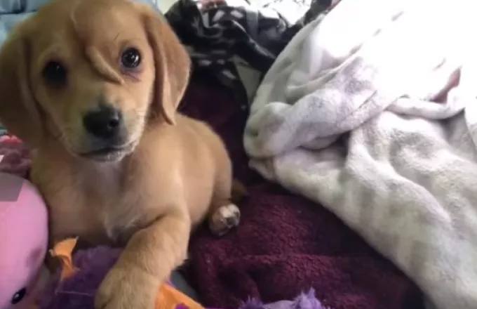 Σκύλος «μονόκερος» γίνεται περιζήτητος διαδικτυακά: Γεννήθηκε με ουρά στο κεφάλι (Video)