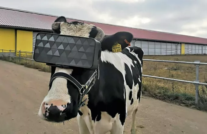 Ρωσία: Γυαλιά εικονικής πραγματικότητας για αγελάδες για να κάνουν καλύτερο γάλα