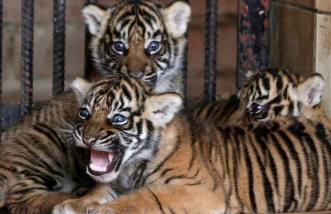 Ταξίδι «τρόμου» για 5 τίγρεις - Μεταφέρονται αισίως στην Ισπανία