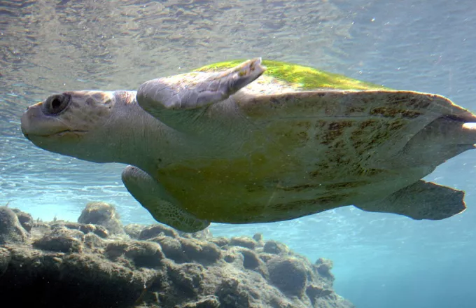 Θαλάσσια χελώνα εντοπίστηκε νεκρή στη Δραπετσώνα 