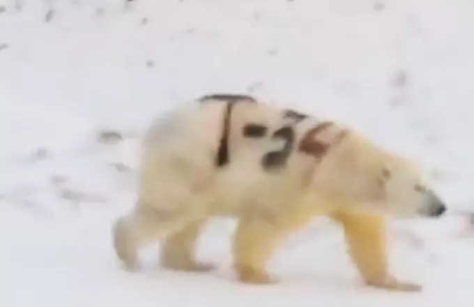 Ρωσία: Πολική αρκούδα σημαδεμένη με το «Τ-34» προκαλεί ανησυχία στους ειδικούς