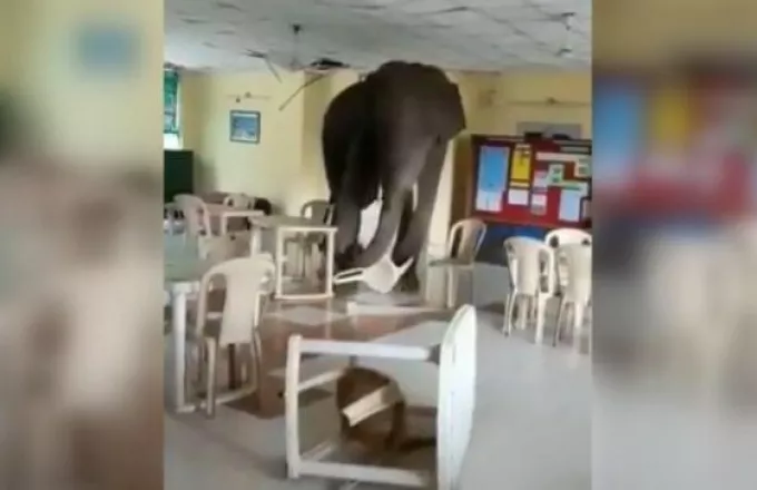 Βεγγάλη: Ελέφαντας ειβάλλει σε στρατιωτική καντίνα και γίνεται viral