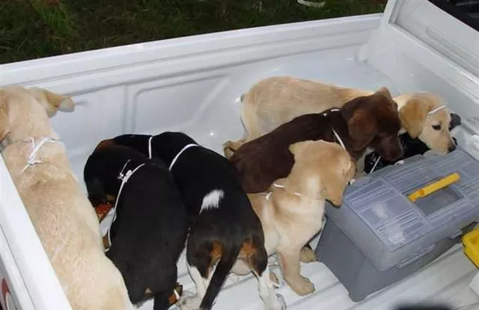 Ισπανία: Εκατοντάδες σκυλιά από παράνομες φάρμες διέσωσαν οι αρχές - Τους έκοβαν τις φωνητικές χορδές