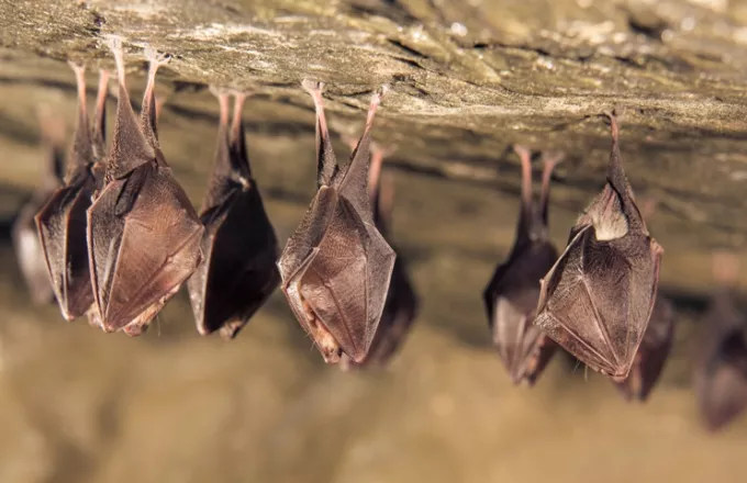 Σε νυχτερίδες ο στενότερος συγγενής του κορωνοϊού- Τι βρήκαν επιστήμονες