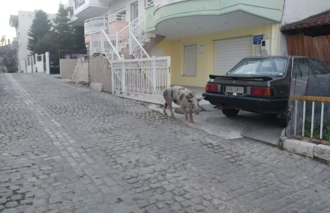 Μπέιμπ, το ζωηρό γουρουνάκι αλά… Κοζάνη: Έκανε βόλτες στους δρόμους (video) 