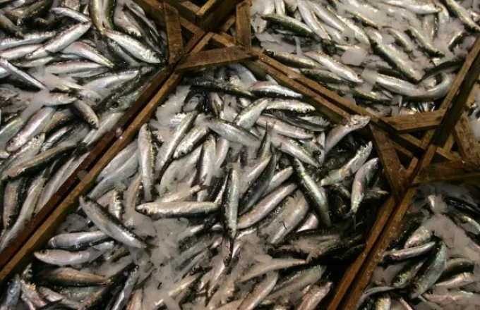 ΟΚΑΑ: Ειδικό σήμα θα ενημερώνει τους καταναλωτές για τον έλεγχο προέλευσης των αλιευμάτων